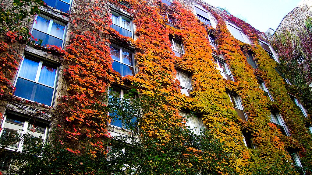 L'automne à Paris panoramio