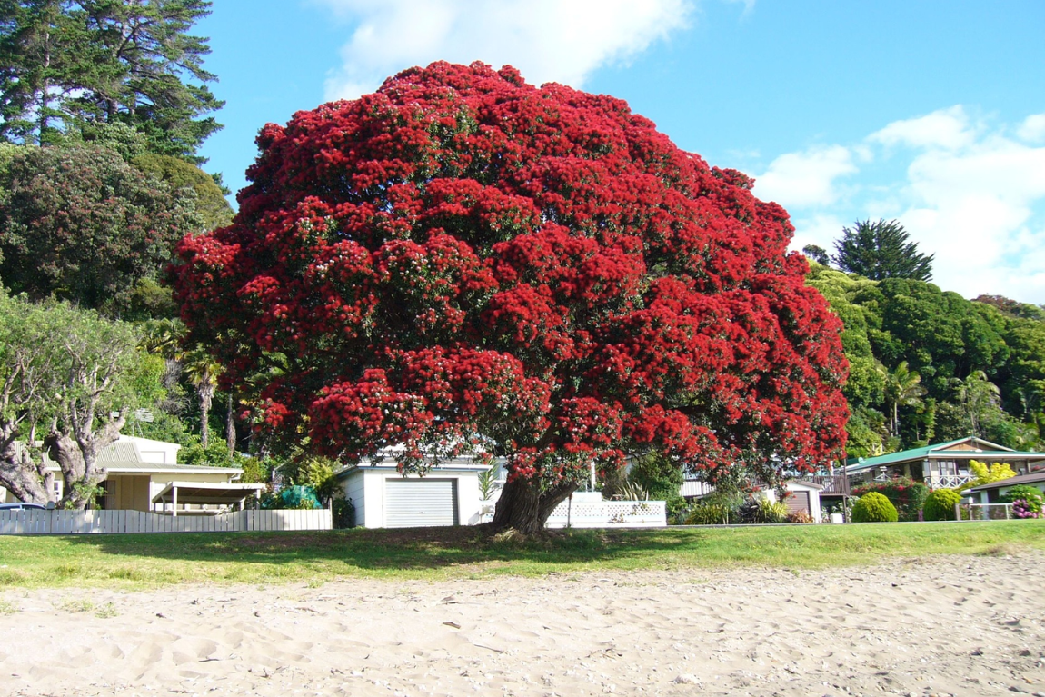 Cay noel rieng new zealand