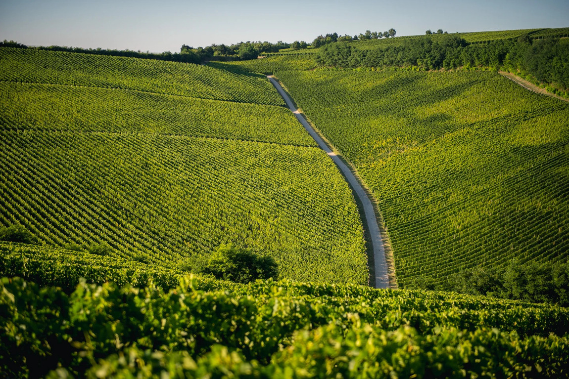 Hungary - Những đồi nho uốn lượn ở vùng Tokaj