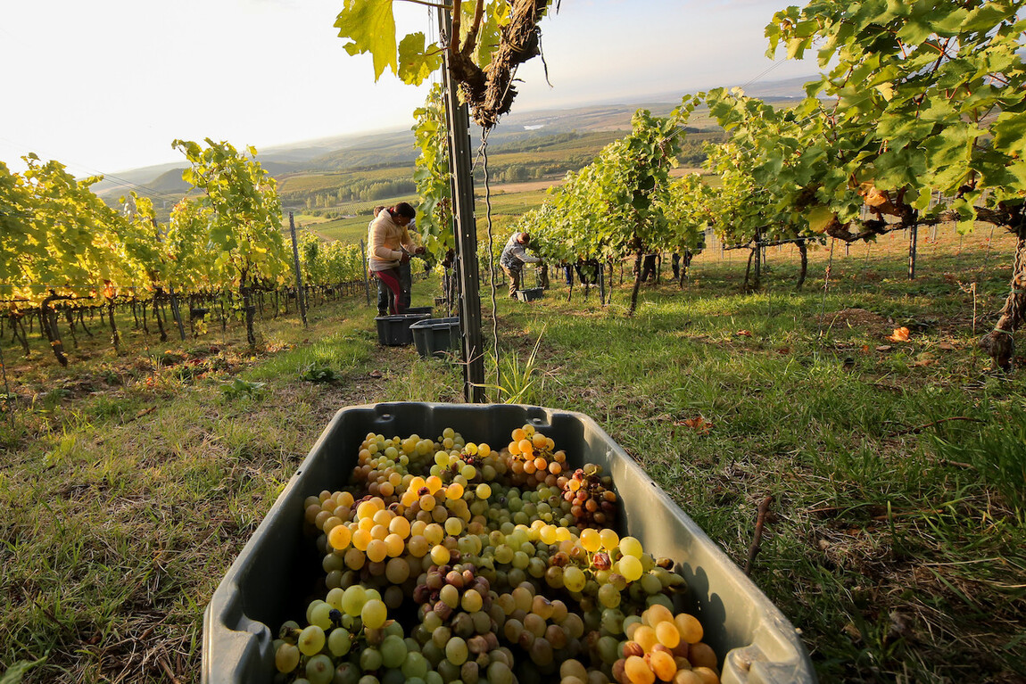 Hungary - Thu hoạch nho để sản xuất rượu vang Tokaj